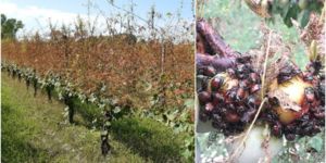 CS - Un bioinsetticida per contrastare la Popillia japonica - 09.04.2026