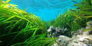 CS - Scoperto il meccanismo evolutivo che permette alla posidonia di sfruttare la luce dei fondali marini - 16.07.26