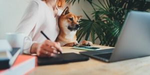 Smart pet working … in office - 17.06.2020